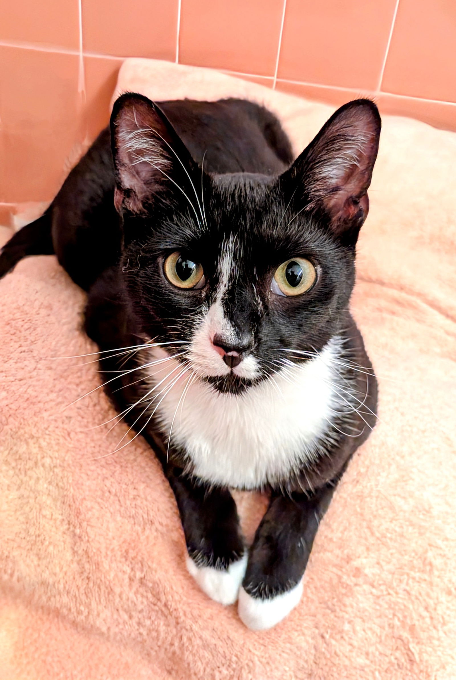 adoptable Cat in Sussex, NJ named KITTY OMAIRE
