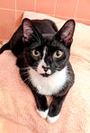 adoptable Cat in sussex, NJ named KITTY OMAIRE