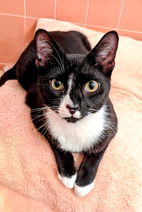 KITTY OMAIRE - Tuxedo available for adoption