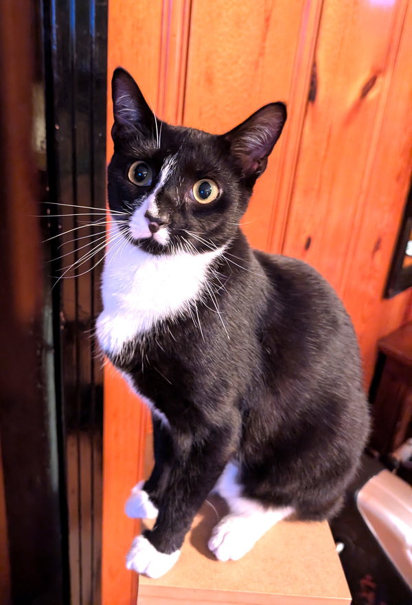 KITTY OMAIRE
