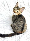 adoptable Cat in sussex, NJ named KITTEN MADISON