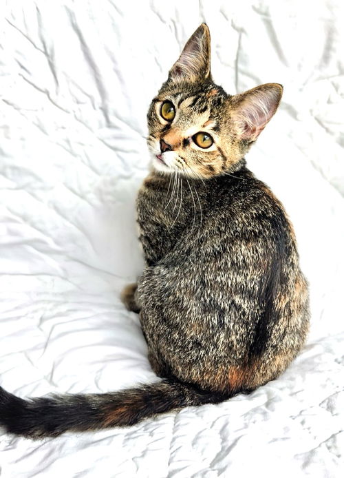picture of the cat needing adoption