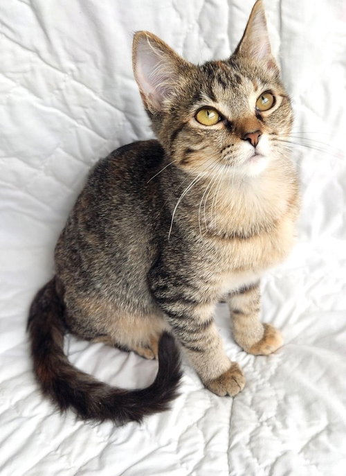 KITTEN MADISON - Tabby available for adoption
