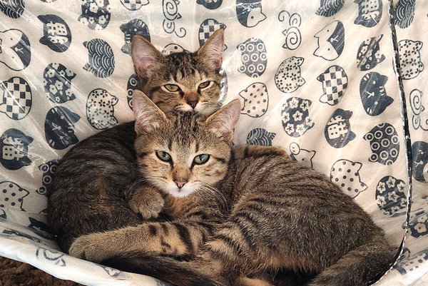 KITTEN MADISON