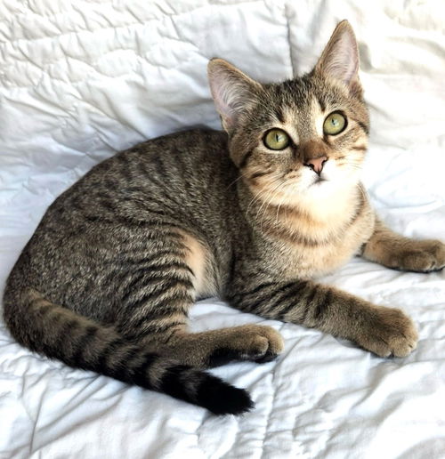 picture of the cat needing adoption