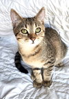 KITTEN RIVER - Photo 2