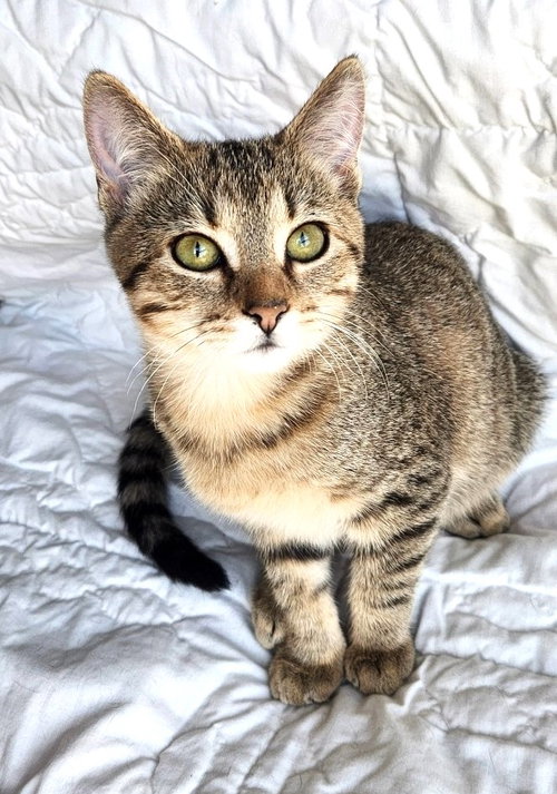 KITTEN RIVER - Tabby available for adoption
