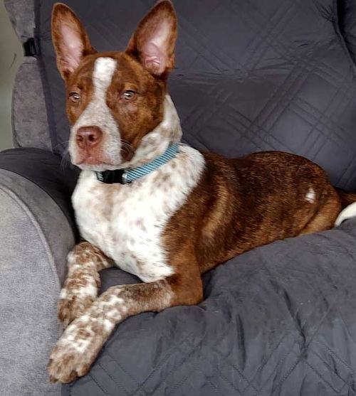 picture of the dog needing adoption