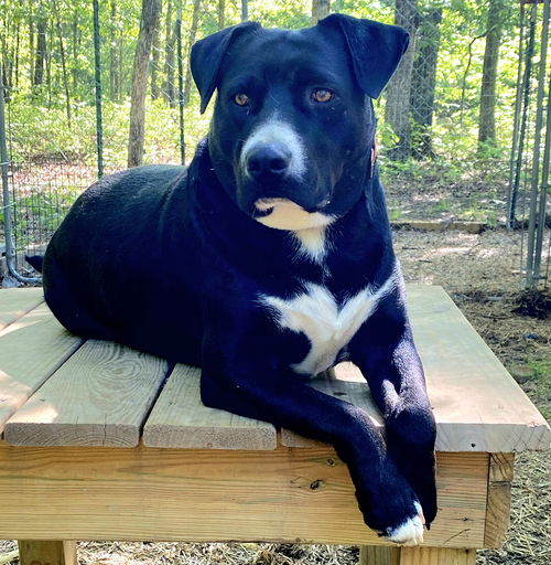 picture of the dog needing adoption