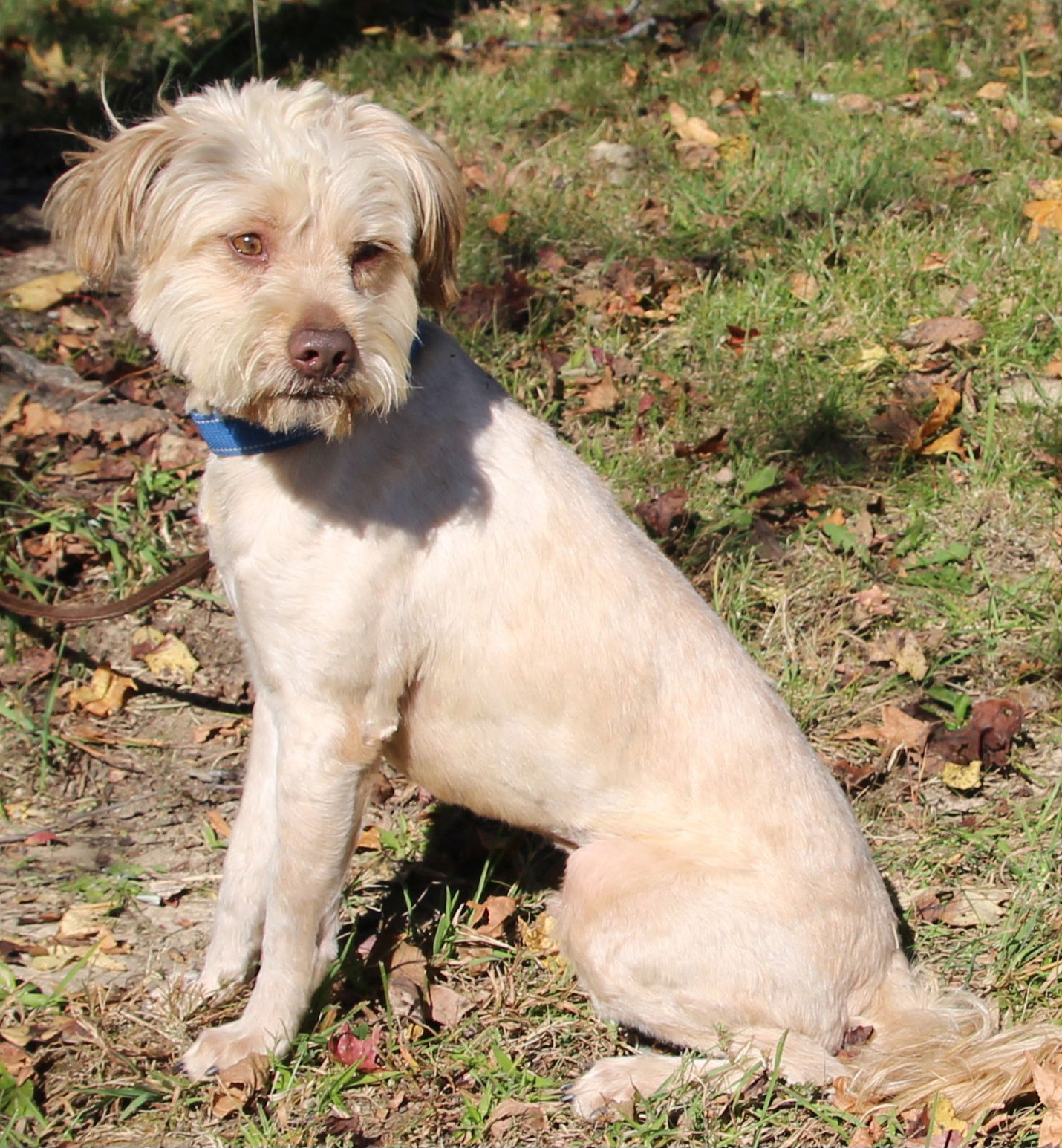 adoptable Dog in Sussex, NJ named HANDSOME