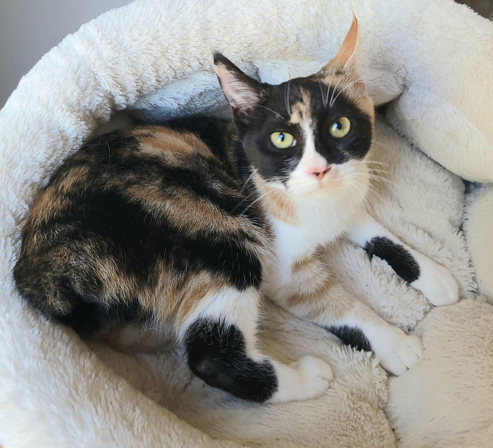 CALICO CALI