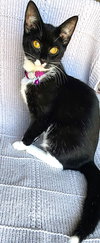 KITTEN MARS - Photo 2