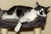 BISCUIT CATIO - Photo 2