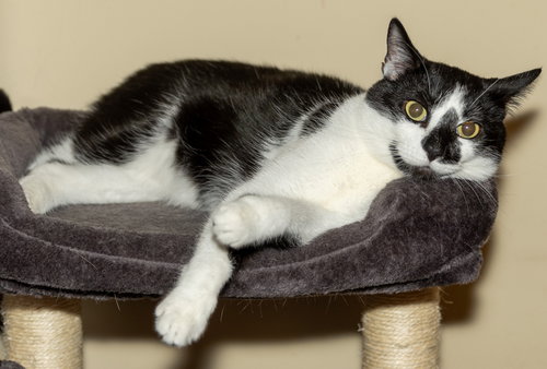 BISCUIT CATIO - Domestic Short Hair available for adoption