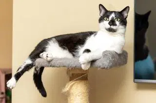 Biscuit Catio image 2