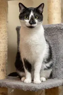 Biscuit Catio image 3