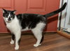 BISCUIT CATIO - Photo 3