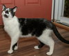 BISCUIT CATIO - Photo 4
