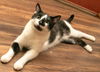 adoptable Cat in sussex, NJ named BISCUIT CATIO