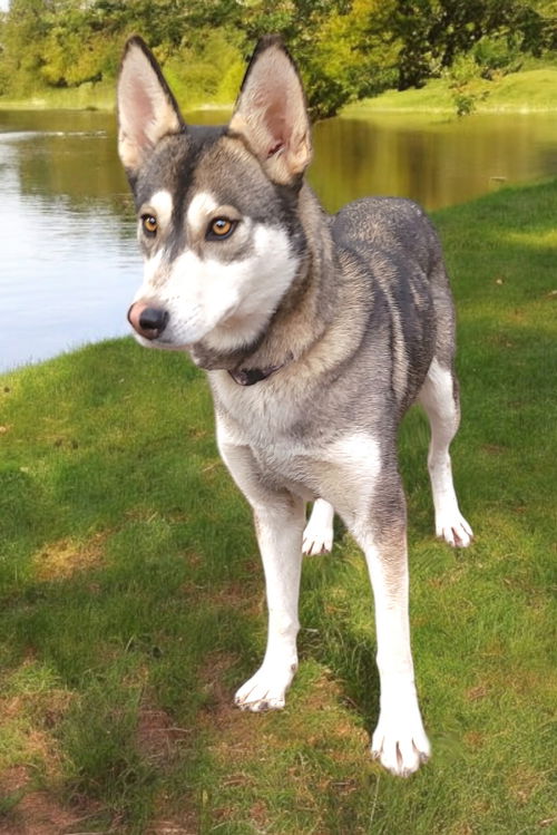 picture of the dog needing adoption