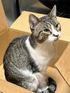 adoptable Cat in sussex, NJ named BAYLOR