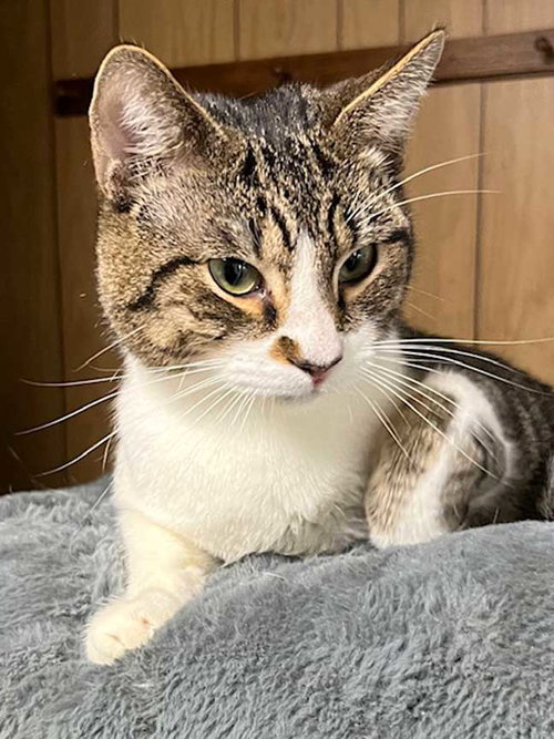 BAYLOR - Tabby available for adoption