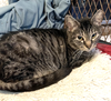 adoptable Cat in sussex, NJ named KITTY WARDEN