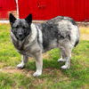 adoptable Dog in sussex, NJ named MS LIV