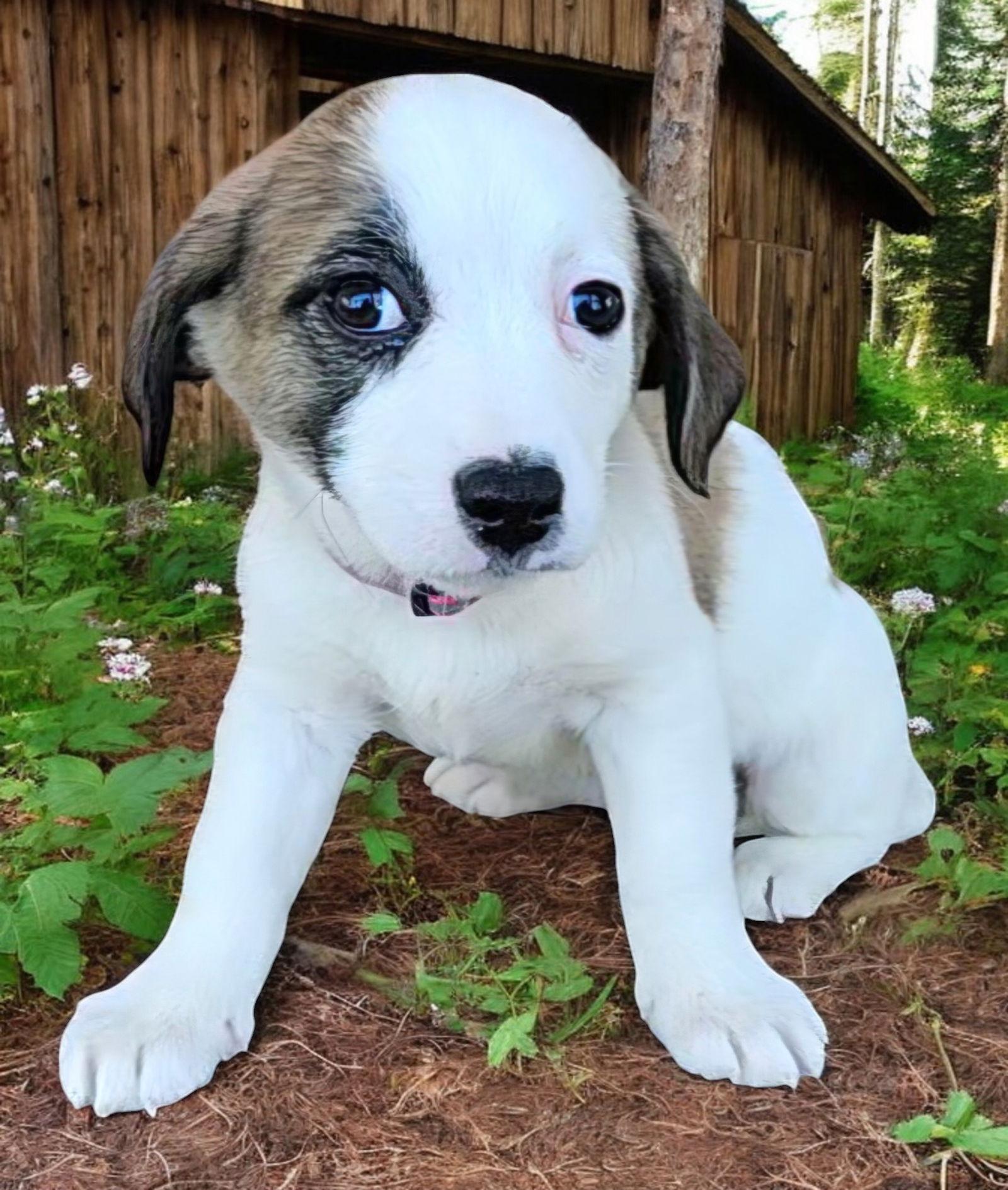 PUPPY WREN