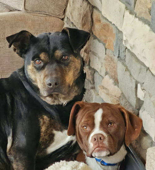 OAKLEY - Mountain Cur available for adoption
