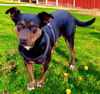 adoptable Dog in sussex, NJ named OAKLEY