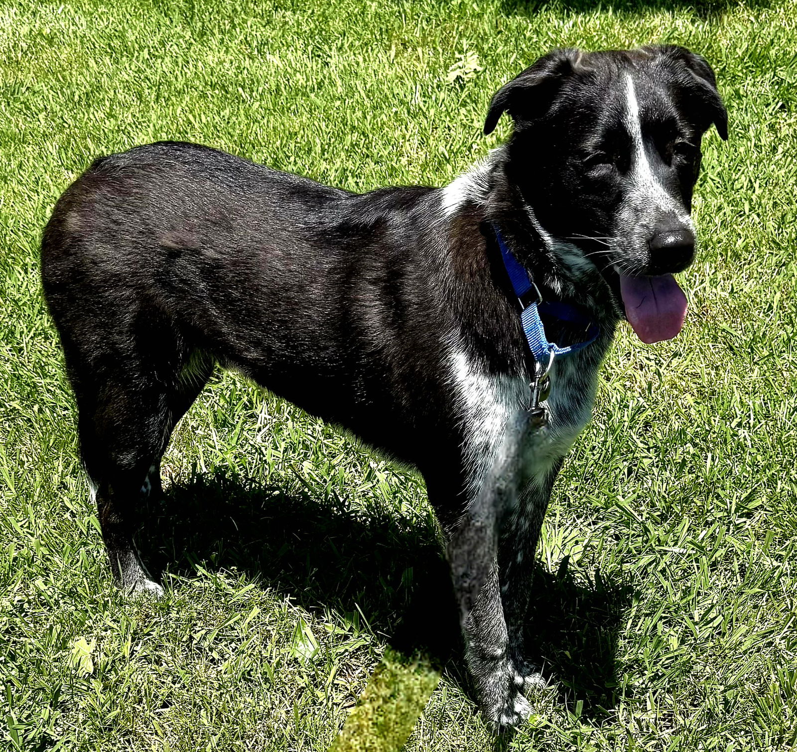 adoptable Dog in Sussex, NJ named ALFIE BLUE -TENDER HEART...EASY