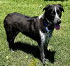 adoptable Dog in sussex, NJ named ALFIE  BLUE -TENDER HEART...EASY
