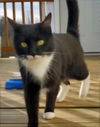 adoptable Cat in sussex, NJ named MAEVE