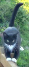 MAEVE - Photo 3