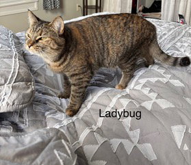 LADYBUG