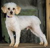 adoptable Dog in sussex, NJ named WRIGLEY POODLE 14 lbs 3 yrs