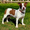 adoptable Dog in sussex, NJ named BONNIE