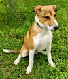 adoptable Dog in sussex, NJ named PUPPY NASH