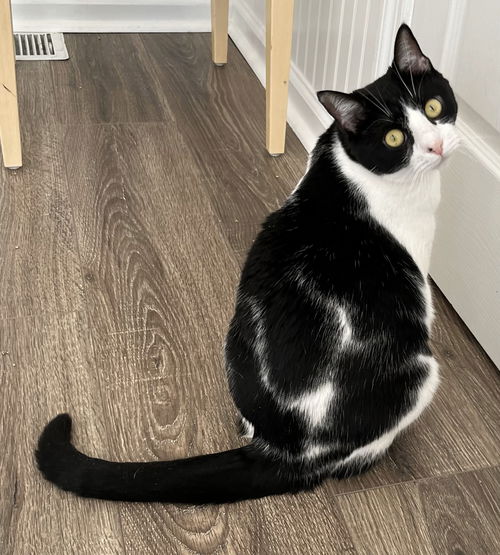 picture of the cat needing adoption
