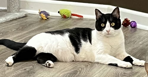 COOKIE - CHILL CAT