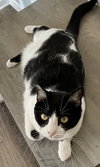 COOKIE - CHILL CAT - Photo 4