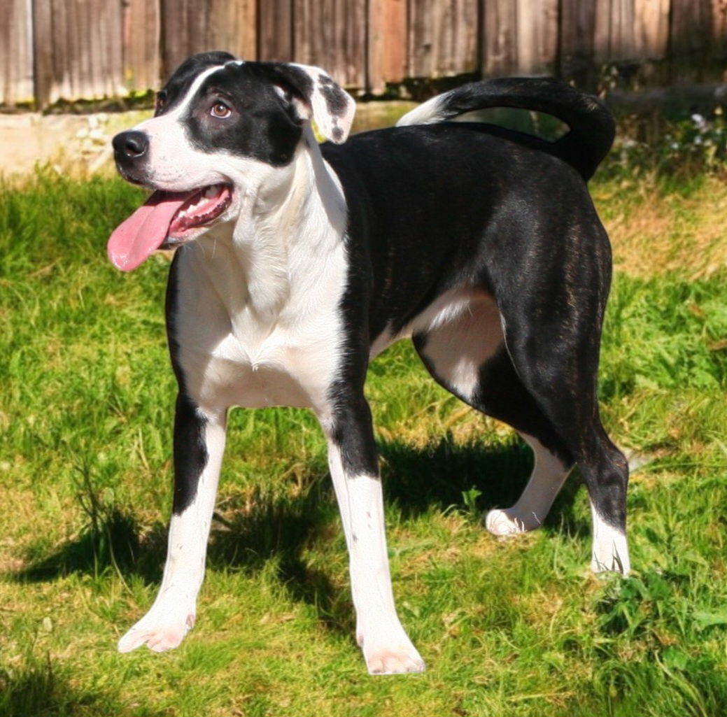 adoptable Dog in Sussex, NJ named MISS PANDY