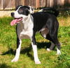 adoptable Dog in sussex, NJ named MISS PANDY