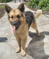 adoptable Dog in  named MAVERICK