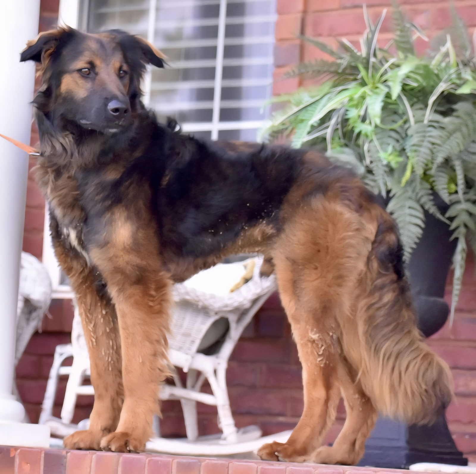 adoptable Dog in Sussex, NJ named COOPER