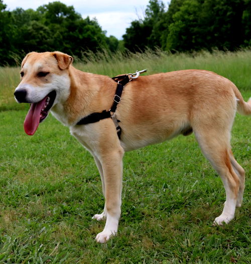 picture of the dog needing adoption