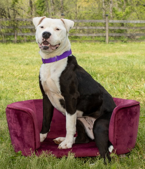 picture of the dog needing adoption