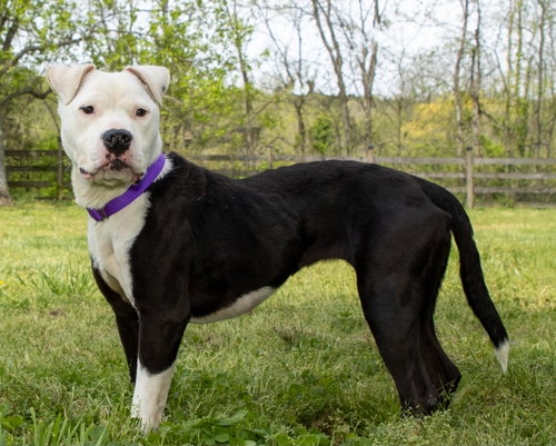BIMBI - Pit Bull Terrier available for adoption