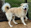 adoptable Dog in  named JUMPING JACK JUNIOR
